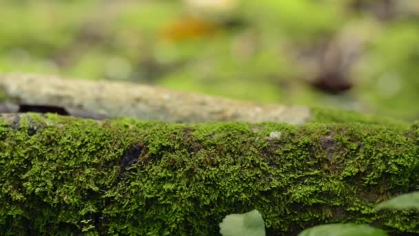 Närbild Grön Mossa Täckte Barken Trädet Med Frodiga Bladväxter Tropisk — Stockvideo
