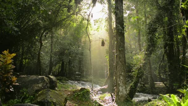 Сонячні Промені Прориваються Крізь Листя Величних Зелених Дерев Джунглях Магічний — стокове відео