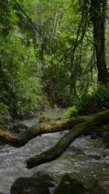 Dikey yosun görüntüsü, tropikal ormanlardaki yeşil bitkilerin arasından kayaların üzerinden akan bir ağacın gövdesini kaplıyordu. Yağmur mevsiminde ormandaki küçük dereli yeşillik manzarası. Seçici odak.