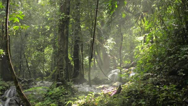 Gyönyörű Táj Helyi Erdő Vízesés Folyik Sziklák Körül Buja Lombozat — Stock videók