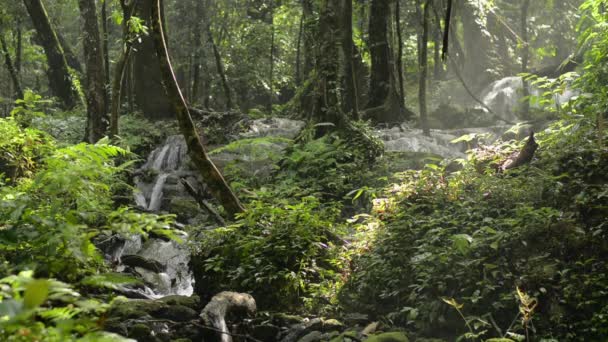 Wunderbare Landschaft aus tropischem Wald mit kleinem Wasserfall, der zwischen grünen Pflanzen über den Felsen fließt. Die Morgensonne scheint durch die üppige Laubvegetation des Dschungels. Provinz Phang Nga. Thailand.