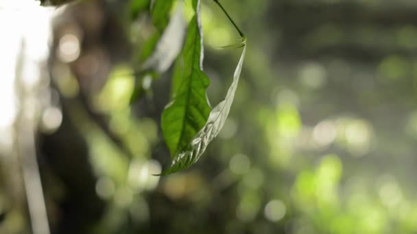 Vertikale Nahaufnahme Grüner Blätter Die Sich Wind Unter Warmer Morgensonne — Stockvideo