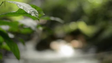 Yeşillik doğası. Güneş ışığı altında rüzgarla sallanan yeşil yapraklar ve su akıntısı tropikal ormanlardaki yemyeşil bitkiler arasında kayaların üzerinden akar. Doğal terapi..