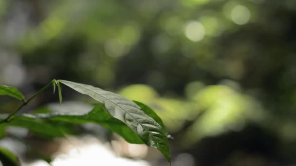 Frescura Folhas Verdes Balançando Com Vento Sob Luz Solar Manhã — Vídeo de Stock