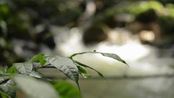 在阳光下摇曳着的茂密的树叶植物 在热带森林的岩石上流淌着溪流 绿色自然背景 自然疗法 — 图库视频影像