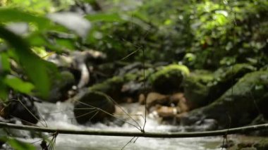 Yeşil bambu dalına seçici bir odak noktası. Taze su ile yosunlu kayaların üzerinden tropikal ormanlarda güneş ışığı altında yemyeşil bitki örtüsü arasında hızla akıyor. Çevre koruma kavramı.