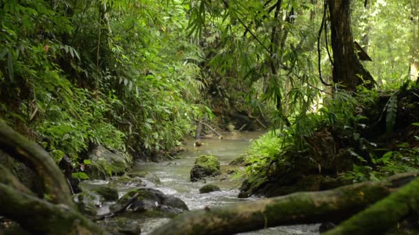 Fluxo Água Floresta Tropical Entre Plantas Folhagem Exuberantes Durante Verão — Vídeo de Stock