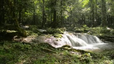 Tropikal ormanda sabah güneşi altında yemyeşil bitki örtüsü arasında küçük şelalenin harika manzarası. Vahşi doğada güzellik. Phang Nga Eyaleti. Tayland.