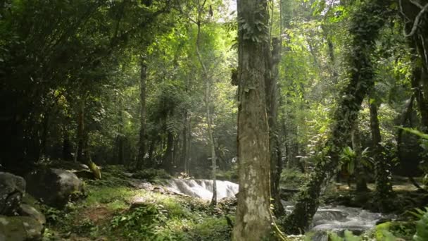 Сонячні Промені Прориваються Крізь Листя Величних Зелених Дерев Джунглях Магічний — стокове відео