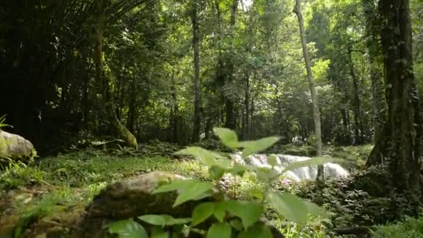 Ormandaki Sıcak Sabah Güneşi Altında Yeşil Bitkilerin Arasından Akan Orman — Stok video