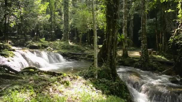 Ujęcie Panoramiczne Strumienia Leśnego Przepływającego Przez Zielone Rośliny Pod Ciepłym — Wideo stockowe