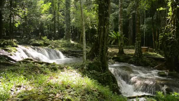 Córrego Floresta Que Flui Através Das Plantas Verdes Sob Sol — Vídeo de Stock