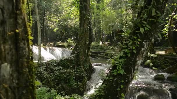 Panorámica Hermosos Paisajes Bosque Tropical Con Arroyo Agua Fluye Través — Vídeo de stock