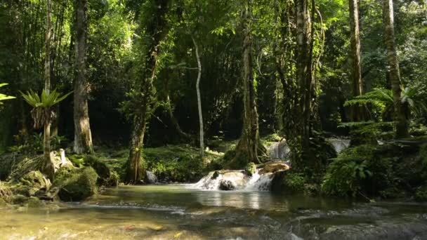 Die Landschaft Besteht Aus Tropischen Wäldern Mit Süßwasserströmen Die Aus — Stockvideo