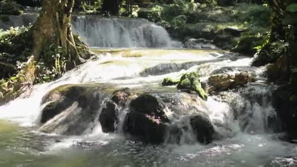 Acqua Dolce Scorre Rapidamente Dalla Cascata Rocce Muschiose Attraverso Piante — Video Stock