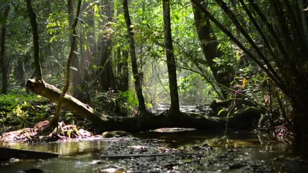 Paysage Ruisseau Dans Petit Ruisseau Parmi Les Plantes Vertes Sous — Video