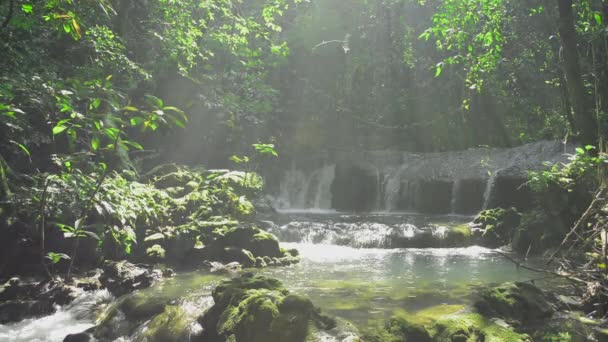Beleza Água Doce Fluindo Sobre Rochas Musgosas Entre Plantas Verdes — Vídeo de Stock
