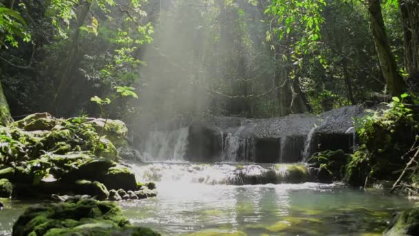 Csodálatos Reggeli Napfény Ragyog Természetes Gőz Dzsungelben Friss Víz Folyik — Stock videók