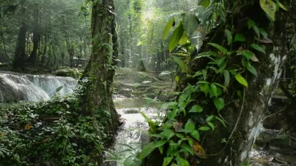 Thailands Fantastiska Destination Panning Skott Vacker Natur Tropisk Skog Morgonen — Stockvideo