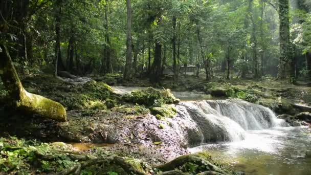 Bellissimo Paesaggio Nella Foresta Tropicale Con Acqua Dolce Che Scorre — Video Stock