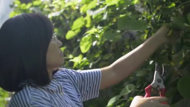 Aziatische Vrouw Casual Jurk Genieten Van Het Verzorgen Van Kleine — Stockvideo