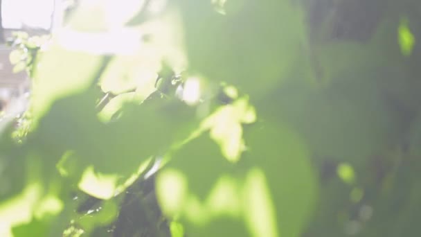 Hemmafru Trimning Klättra Växter Morgonsolen Hemma Asiatisk Kvinna Avslappnad Klänning — Stockvideo