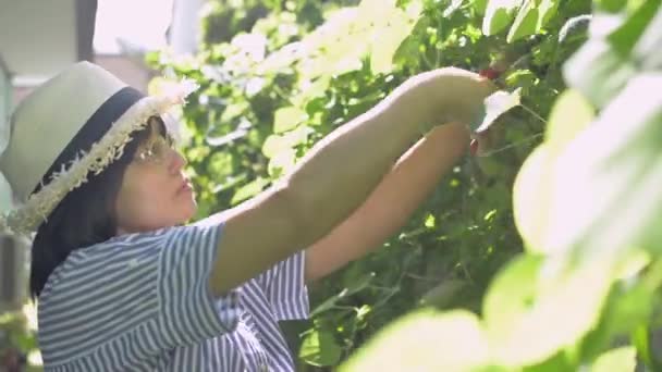 지푸라기 모자를 안경을 여자는 집안의 식물을 돌보고 다듬는 즐긴다 식물은 — 비디오