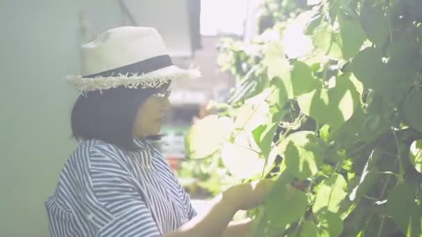 Mulher Asiática Vestido Casual Vestindo Chapéu Palha Cuidando Das Plantas — Vídeo de Stock