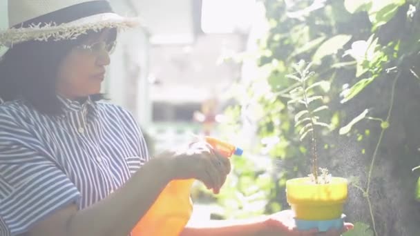 Mujer Asiática Con Sombrero Paja Rociando Agua Pequeñas Plantas Macetas — Vídeo de stock