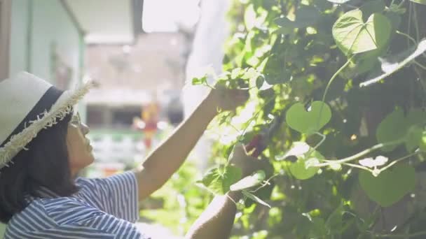 Mulher Asiática Usando Chapéu Palha Óculos Aparando Plantas Jardim Lado — Vídeo de Stock