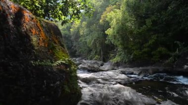 Nehrin görüntüsü sabah güneş ışığı altındaki yeşil bitkiler arasında dağdan kayalara doğru akar. Ton Pariwat Vahşi Yaşam Sığınağı 'ndaki şelaleden akan dere. Tayland.