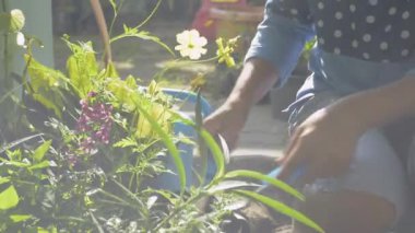 Asyalı bir kadın sabah güneşinin altında saksı bitkileri için toprağı temizliyor. Çiçek. Bahçıvanlık. Hobiler ve Boş Zamanlar aktiviteleri.