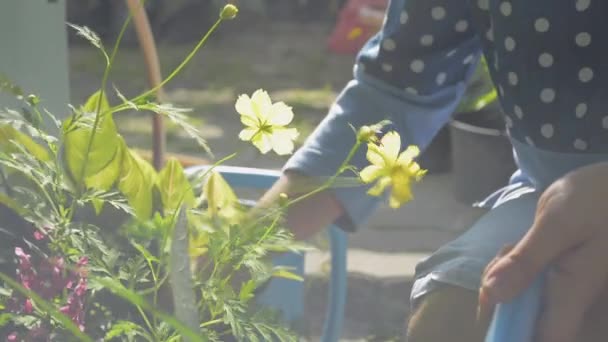 Närbild Asiatisk Kvinna Fyller Jorden Blomkruka Vårdande Hem Trädgård Morgonsolen — Stockvideo