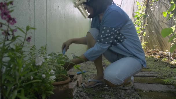 亚洲妇女戴着草帽 在家里照料和铲土采摘盆栽 家庭植物 业余爱好和娱乐活动 — 图库视频影像