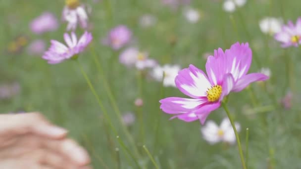 Nahaufnahme Hände Eines Mädchens Berührt Und Hält Die Rosa Kosmosblume — Stockvideo