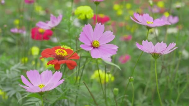 在春天 用一只小蜜蜂飞来飞去 收集花蜜花粉 把五彩缤纷的花田围起来 大自然的美丽 玛丽戈尔德和稻草花 — 图库视频影像