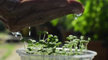 Sabah ışığı altında temiz plastik bardakta büyüyen fidan fidanlarını sulayan bir adamın eli. Bitki yetiştirme. Ağır çekim. Bitki bakımı kavramı.