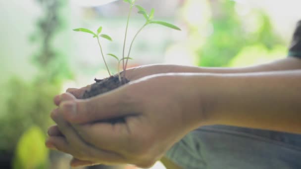 家の横の小さな庭に植えるために彼女の手のひらの中に土で緑の苗を保持する女性の手 日光の下で庭師の手に若い芽 植物ケアの概念 — ストック動画