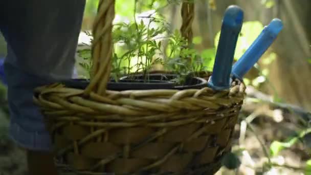 家の横にある小さな庭を歩く古いウィッカーバスケットに若い植物や園芸ツールを運ぶ女性 趣味やレジャー 植物ケアの概念 — ストック動画