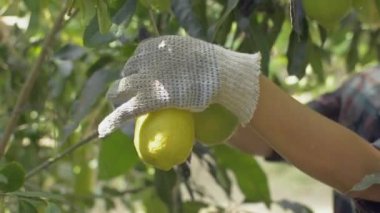 Kumaş eldivenli kadın bahçıvanın elleri assam limon ağacını budama makasıyla kesiyor. Organik bahçe işleri..
