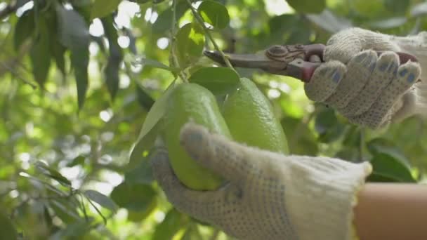 Tangan Tukang Kebun Wanita Dalam Sarung Tangan Kain Memotong Daun — Stok Video