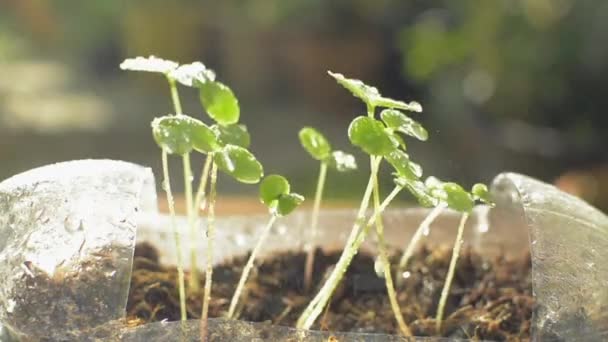 Spraying Water Young Seedlings Planting Reused Clear Plastic Bottle Sunlight — Stock Video