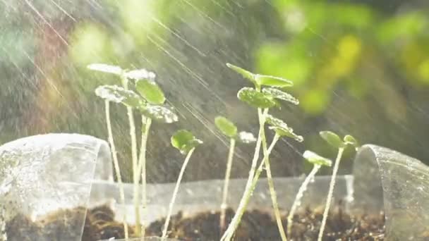 Pulverizar Água Para Plantio Mudas Jovens Garrafa Plástica Transparente Reutilizada — Vídeo de Stock