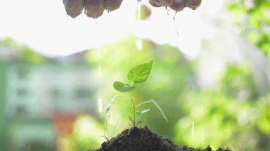 Islak havluyu bükerek genç bitkileri sulayan bir adamın elleri. Bitki bakımı. Doğa koruma kavramı. Dünyayı kurtar.