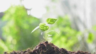 Genç filizleri sulamak için bir adamın elleri ıslak havluyu büküyor. Güneş ışığı altında toprağın üstünde büyüyor. Bitki bakımı. Doğa koruma kavramı. Dünyayı kurtar.