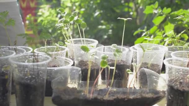 Mulher Pulverizando Água Para Plantas Jovens Plântulas Estão Crescendo Copos — Vídeo de Stock