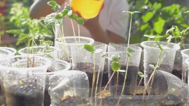 在家里 向幼芽植物喷洒水的妇女在重复使用的透明塑料杯中生长 环境保护 塑料废物 植物护理 — 图库视频影像