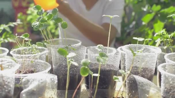 Donna Spruzzando Acqua Alle Giovani Piante Piantina Stanno Crescendo Tazze — Video Stock