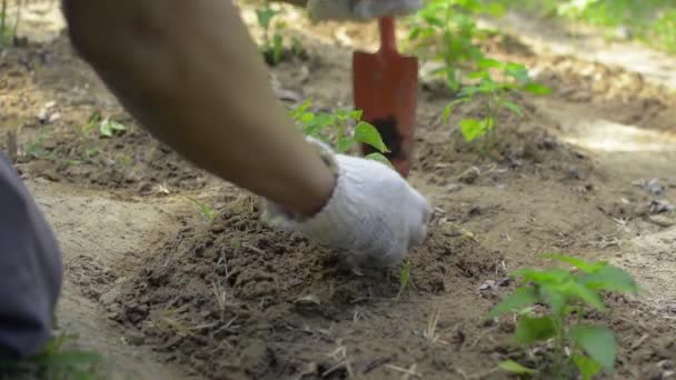 Mannelijke Boer Schept Grond Voor Zorg Jonge Peper Zaailing Tuin — Stockvideo