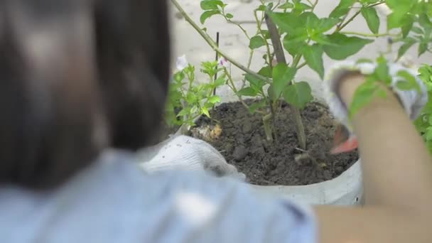 Woman Shoveling Soil Caring Plants Growing Plastic Bag Garden Home — Stock Video